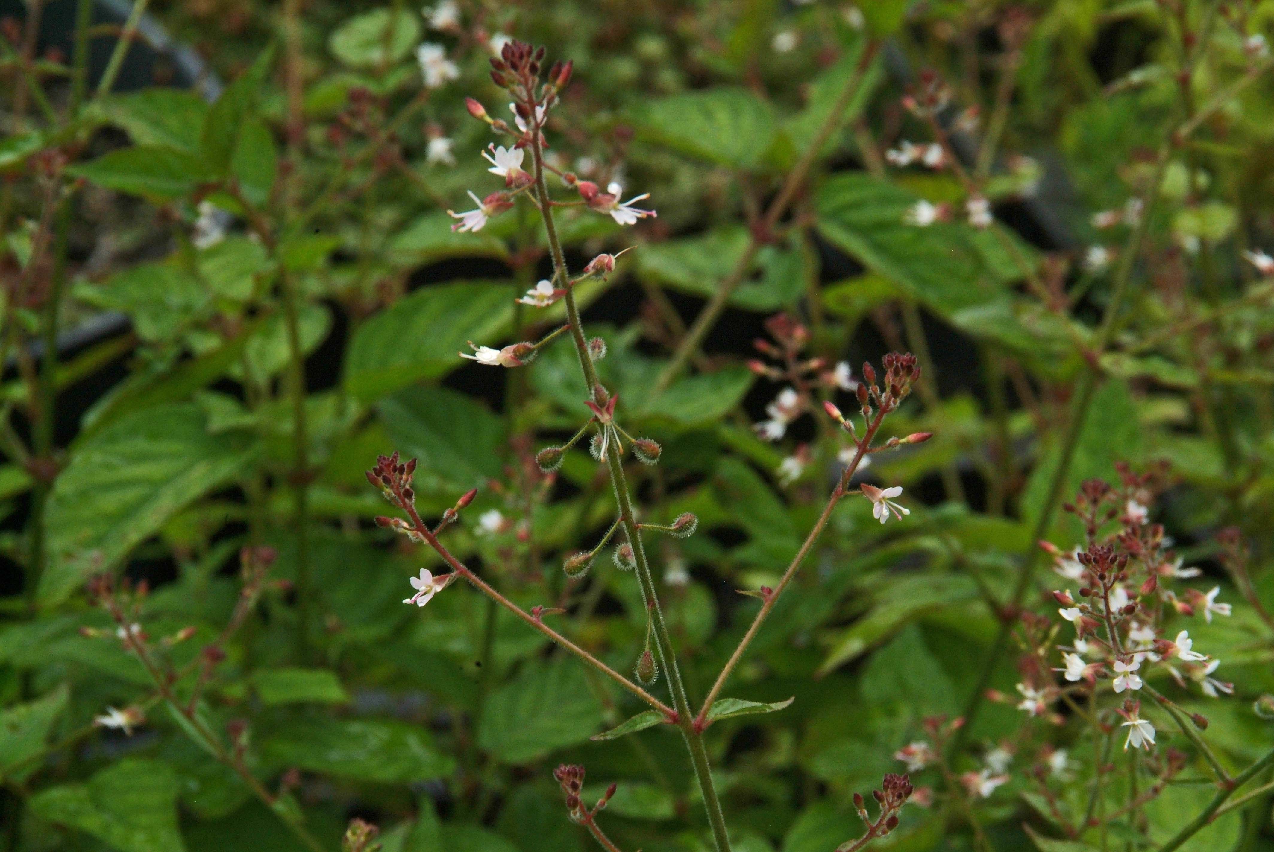 Circaea lutetianaGroot heksenkruid bestellen